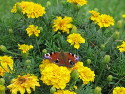 Прогноз синоптиков: только один день будет исключительно летним - Литва и страны Балтии