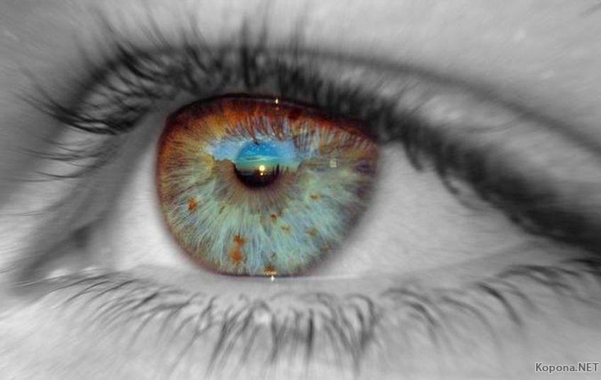 Человеческий глаз можно вырастить в лаборатории