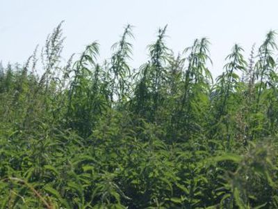 Грибник на окраине Вильнюса обнаружил огород с коноплей - Происшествия и криминал