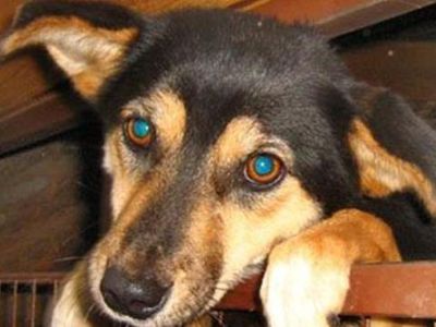 Помоги мне! - В Висагинасе