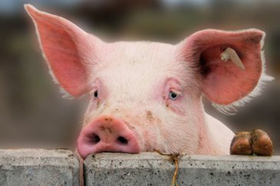 Латвийский чиновник: Литва в деле Krājbanka повела себя по-свински                                                                                     - Литва и страны Балтии