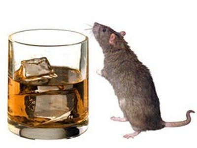 «Гормон голода» оказался и «гормоном выпивки» - Наука и здоровье