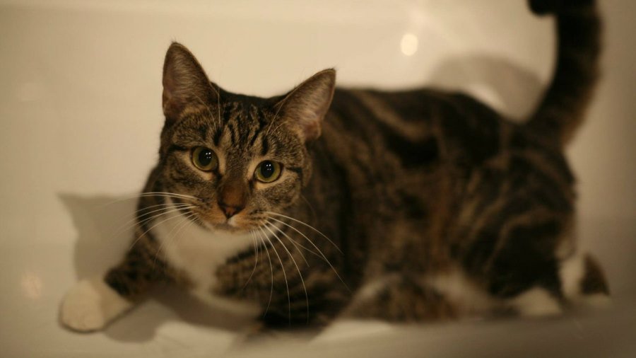 Участник № 68 конкурса «Мой домашний любимец» - Конкурсы для читателей