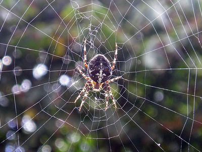 Чем интересна паутина? - Хобби, отдых и развлечения