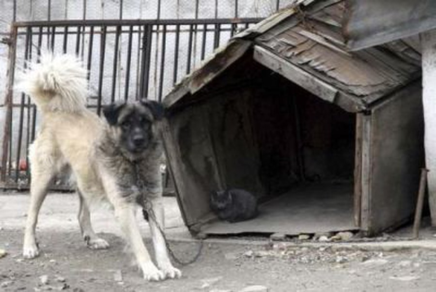 Yra gautas gyventojų skundas dėl netinkamo elgesio su gyvūnais Visagino savivaldybėje - Visagine