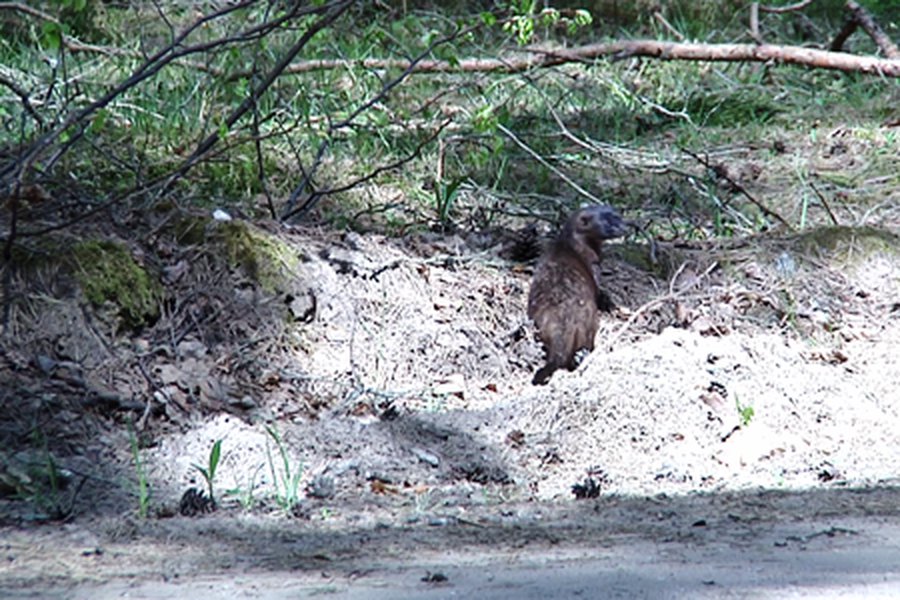 Спасение хорька  (добавлено видео)                                                                                                              - В Висагинасе