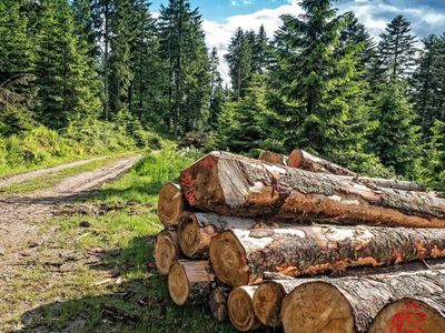 В Вильнюсском районе из-за нашествия короеда-типографа объявлено стихийное бедствие