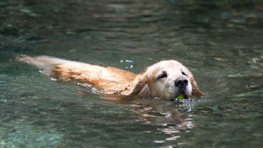 Мнение специалиста ЦОЗ о купании собак в городском озере