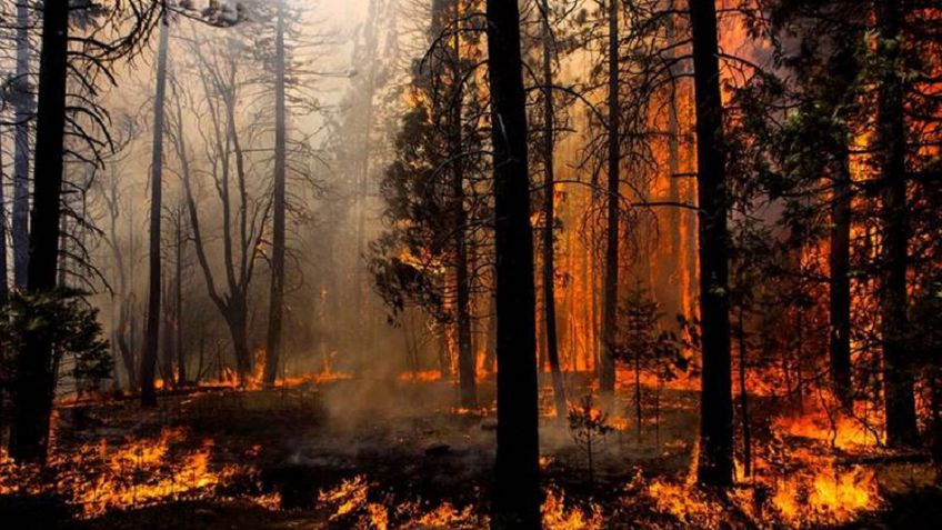 Раскрыт экономический ущерб от бушующих в России лесных пожаров