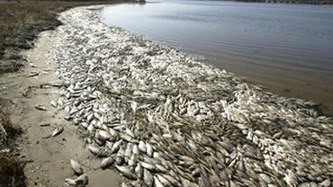 Морское побережье у Клайпеды усеяно тоннами рыбы                                         