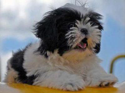 Хозяин нашел собаку через семь лет после пропажи
 - Хобби, отдых и развлечения