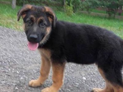 Участник № 71 конкурса «Мой домашний любимец» - Конкурсы для читателей