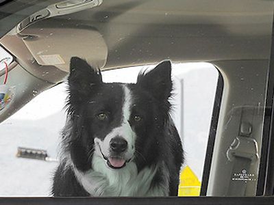 Собаки-угонщики попытались скрыться с места ДТП                                 - Хобби, отдых и развлечения