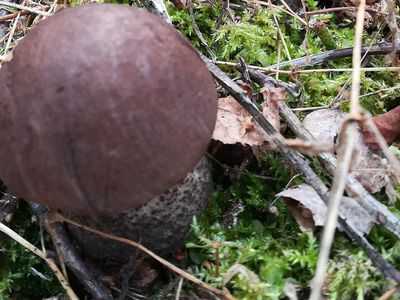 Янина из Дзукии уже знает, каким будет лето и когда начнется осень - Литва и страны Балтии