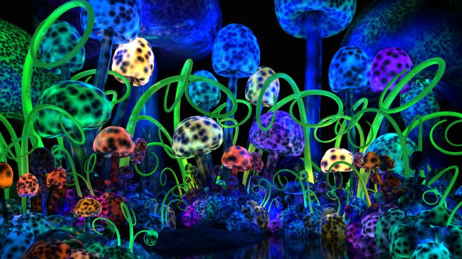 Задержан молодой человек с грибами, вызывающими галлюцинации - Происшествия и криминал