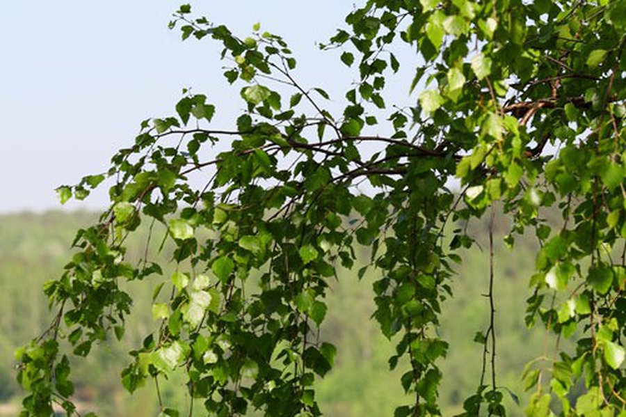 Все на городской праздник!                 - В Висагинасе