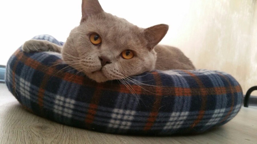 Участник № 49 конкурса «Мой домашний любимец» - Конкурсы для читателей