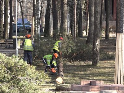 II этап модернизации теплосетей начался с вырубки деревьев - В Висагинасе