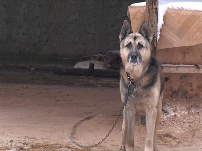 Приюту «Padėk man» – год - В Висагинасе