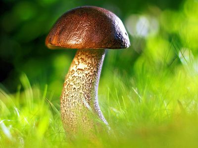 В Литве начался грибной сезон: грибники везут из леса полные корзины - Хобби, отдых и развлечения