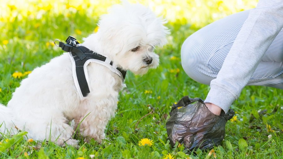 15 апреля начнется акция «Будь ответственным за своего питомца» - В Висагинасе