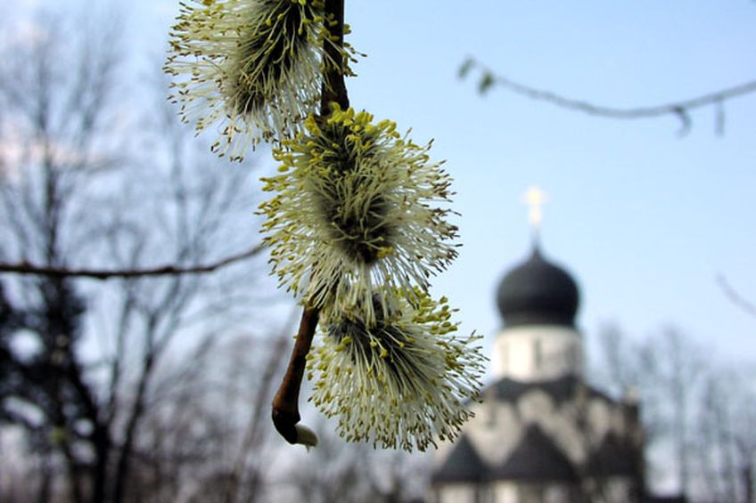 Православные отмечают Вербное воскресенье