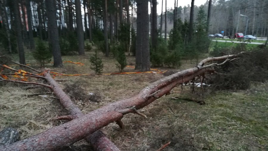 Почему бы самоуправлению не выкупить поваленные деревья у лесничества? - В Висагинасе