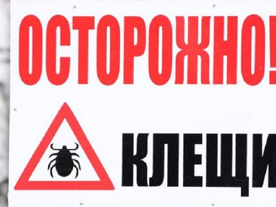 Клещи зверствуют, или это нам кажется? Что об этом рассказала Л. Ковязина - В Висагинасе
