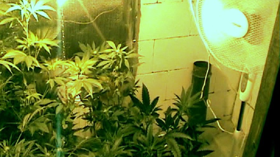 В Игналине задержаны лица, подозреваемые в культивировании наркотических веществ  (видео) - Происшествия и криминал