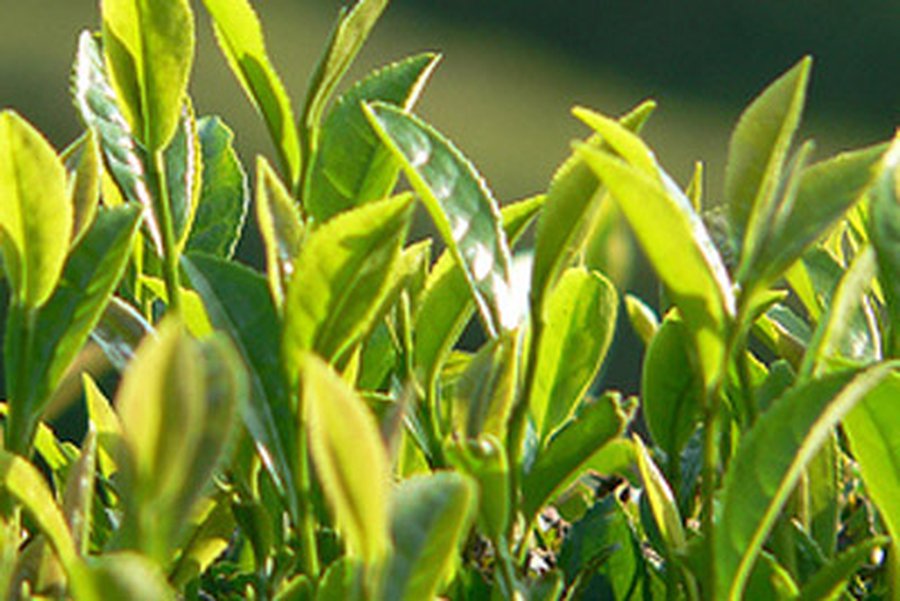 Зелёный чай против ожирения - Наука и здоровье