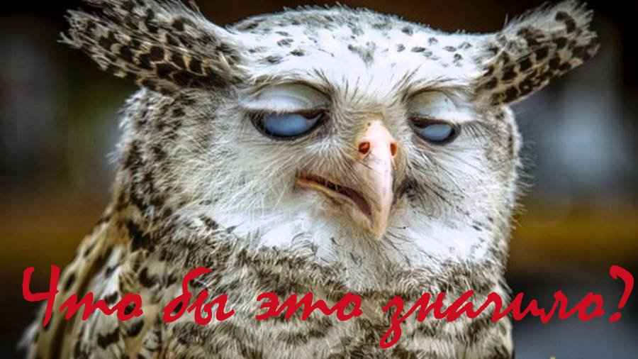 Фото участников конкурса «Что бы это значило?» (сегодня последний день голосования!) - Конкурсы для читателей