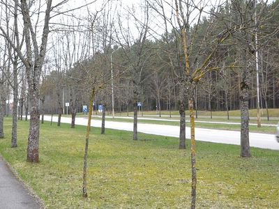 Не погибнут ли посаженные в городе деревья? - В Висагинасе