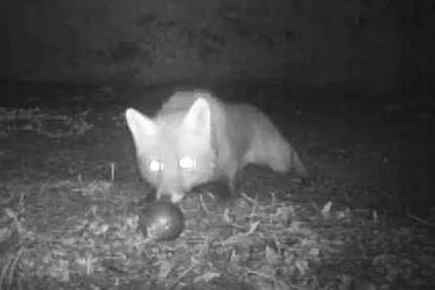 Французского лиса уличили в краже шаров для петанка                                