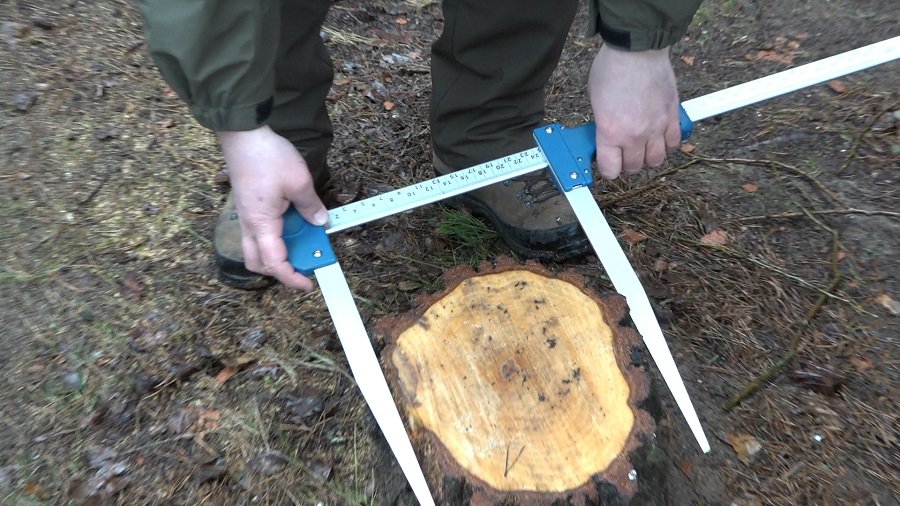Деревья поделены на охраняемые и неохраняемые. «Зеленый свет» рубщикам! (видео) - В Висагинасе