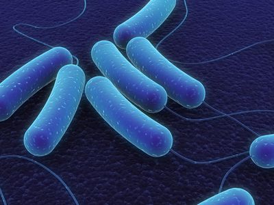 Биологи секвенировали геном неизвестного типа бактерий - Наука и здоровье