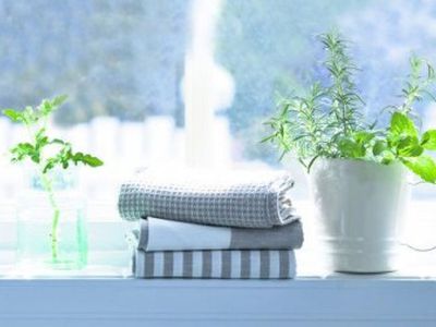 Как выбрать комнатные растения и правильно расставить их в квартире - Хобби, отдых и развлечения