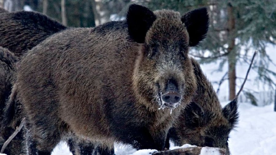 АСЧ был выявлен у кабанов в районе, прилегающем к  Висагинскому самоуправлению: - Литва и страны Балтии