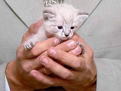 Хищник в доме - Хобби, отдых и развлечения