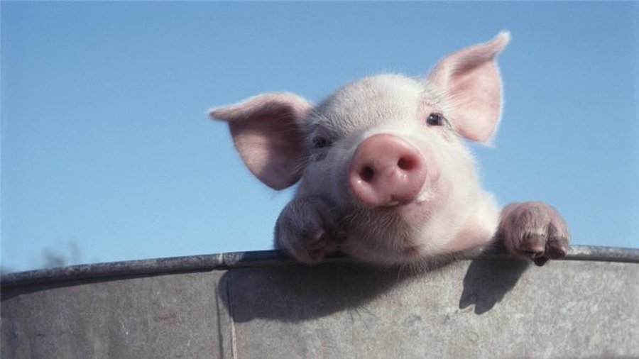 Из-за африканской свиной чумы будут проверять багаж и из России
 - В Мире