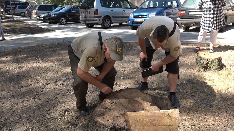 Уроки вырубки деревьев при прокладке теплотрассы. Будут ли они выучены?  (видео) - В Висагинасе