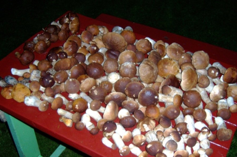 Neringiškiai renka Europoje dar nematytus grybus - Lietuva ir Baltijos šalys