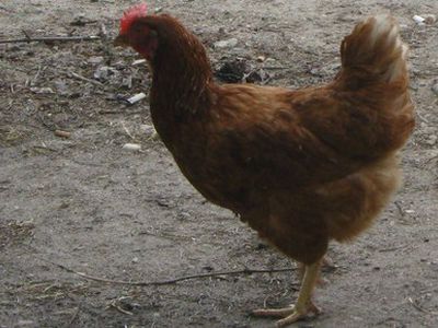 Сводка криминальных происшествий за период с 1 по 2 июня - Происшествия и криминал