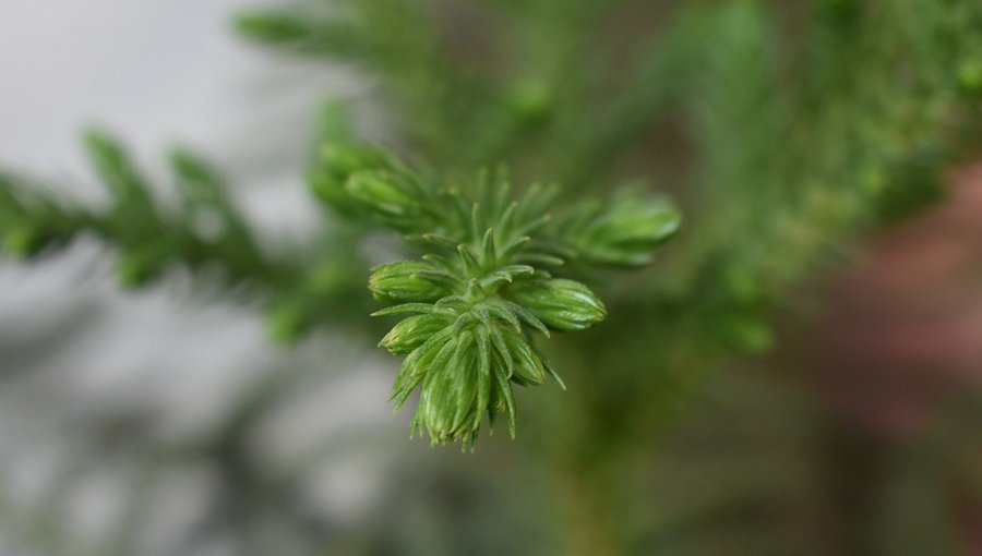 Предупреждение перед Пасхой: за уничтожение плауна грозят штрафы - Литва и страны Балтии