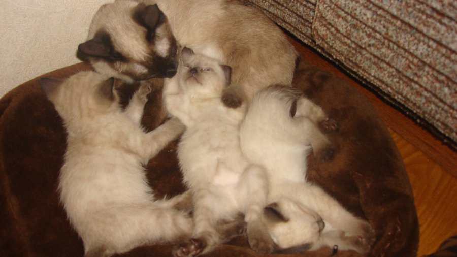 Участник №26 конкурса «Мой домашний любимец» - Конкурсы для читателей