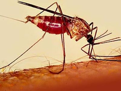 Малярия в мире отступает, но медленно - Наука и здоровье