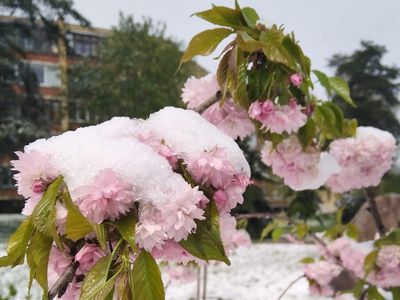 Холодный период продолжается: сильный ветер принесет снег - Литва и страны Балтии