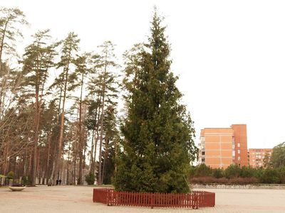 Дан старт новогодним праздникам – установлена елка - В Висагинасе