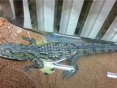 В Петербурге на помойке нашли крокодила - Хобби, отдых и развлечения