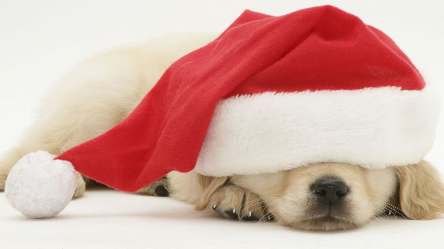 Сегодня начинается Новый 4716 год по китайскому календарю — год Собаки - Это интересно