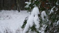 Как следят за зелёными зонами Висагинаса